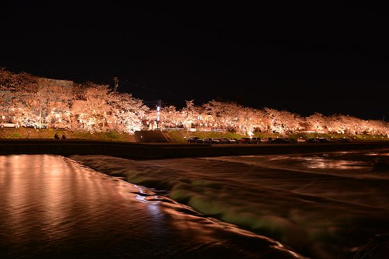 小矢部川とライトアップされた桜並木