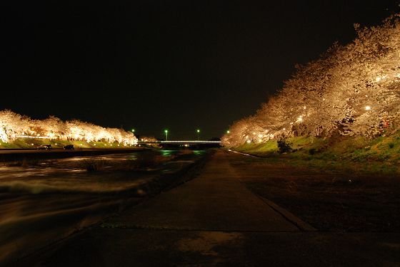 ライトアップされた「小矢部川河川敷のソメイヨシノ」