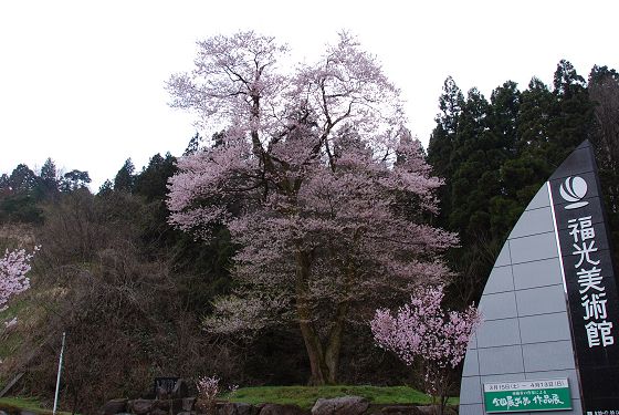2008年の福寿桜