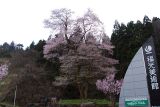 福寿桜
