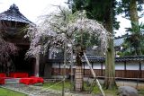 善徳寺 しだれ桜