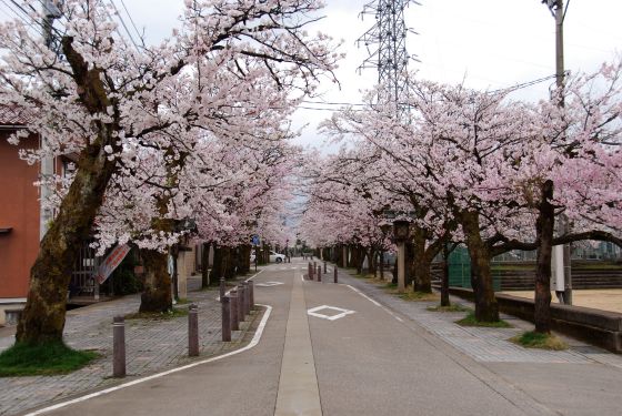 城端 神明桜通りの桜並木