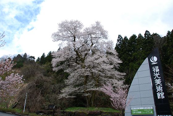 福寿桜