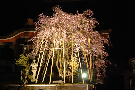2010年 安居寺のしだれ桜