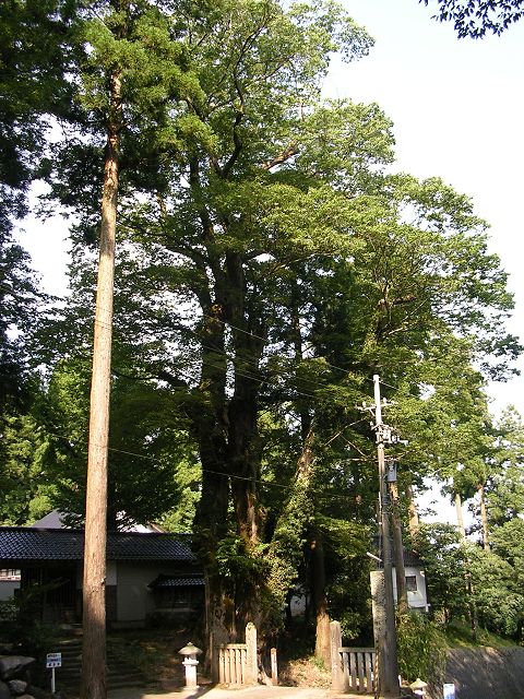 2006年夏 安居寺の大ケヤキ