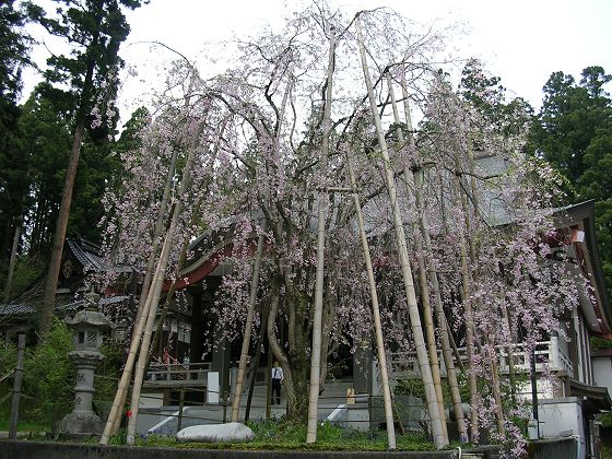 2007年 昼間のしだれ桜