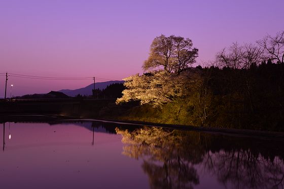 早暁の向野の桜