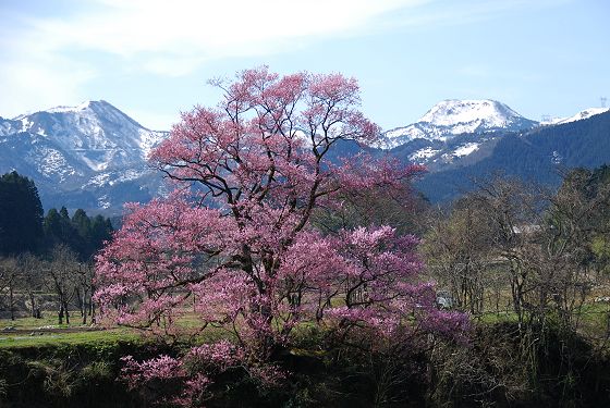 袴腰山と向野の桜