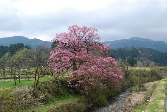 向野橋から見た向野の桜