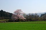 麦畑と向野の桜