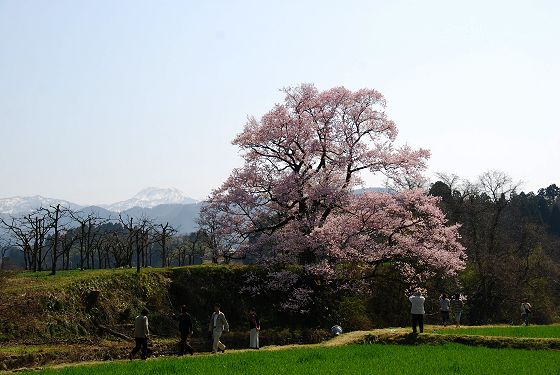 2009年 袴腰山と向野の桜