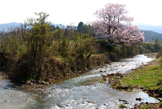 山田川と向野の桜
