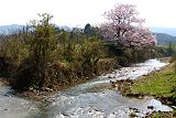 山田川と向野の桜