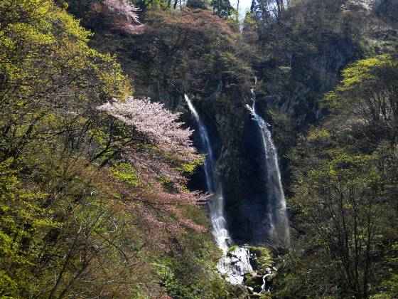 夫婦滝と山桜